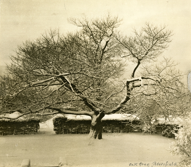 Oak Tree, Petersfield